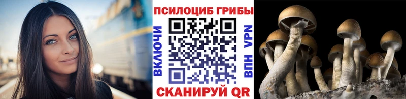 Псилоцибиновые грибы Psilocybe  Дальнереченск 